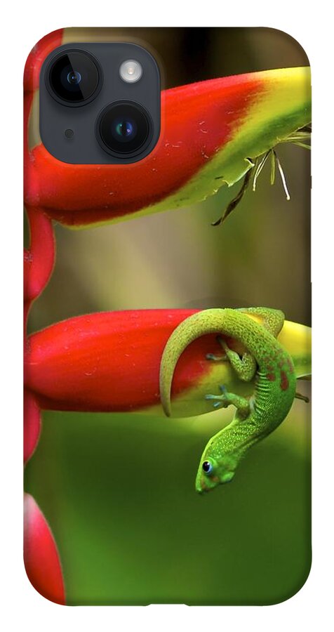 Gecko iPhone 14 Case featuring the photograph Upside Down by Jade Moon