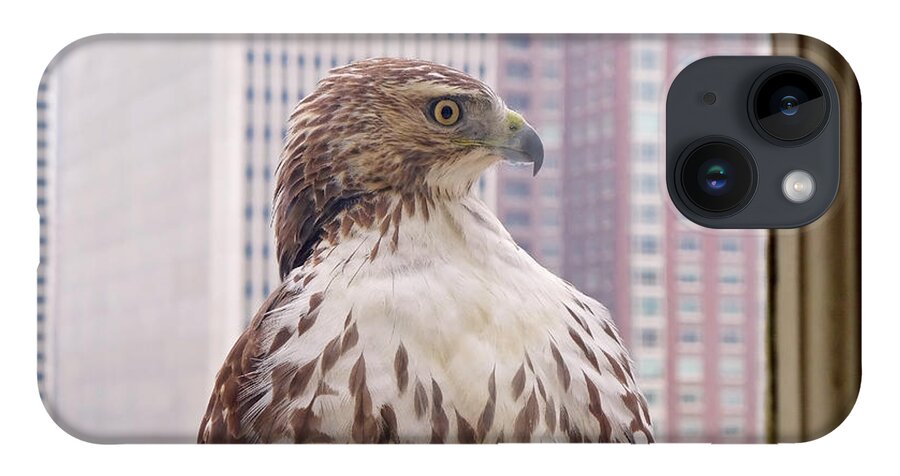 Hawk iPhone 14 Case featuring the photograph Urban Red-tailed Hawk by Rona Black