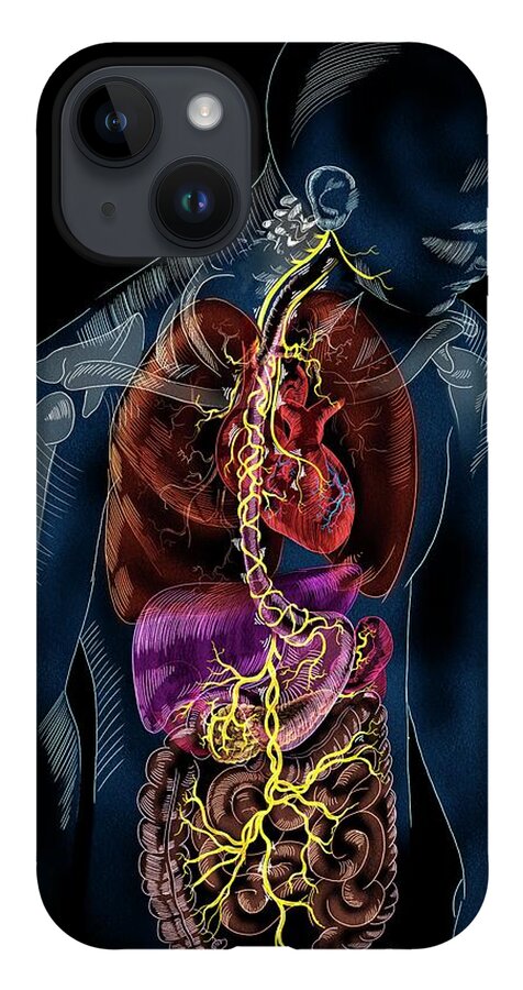 Nerve iPhone 14 Case featuring the photograph Vagus Nerve Anatomy by Nicolle R. Fuller/science Photo Library
