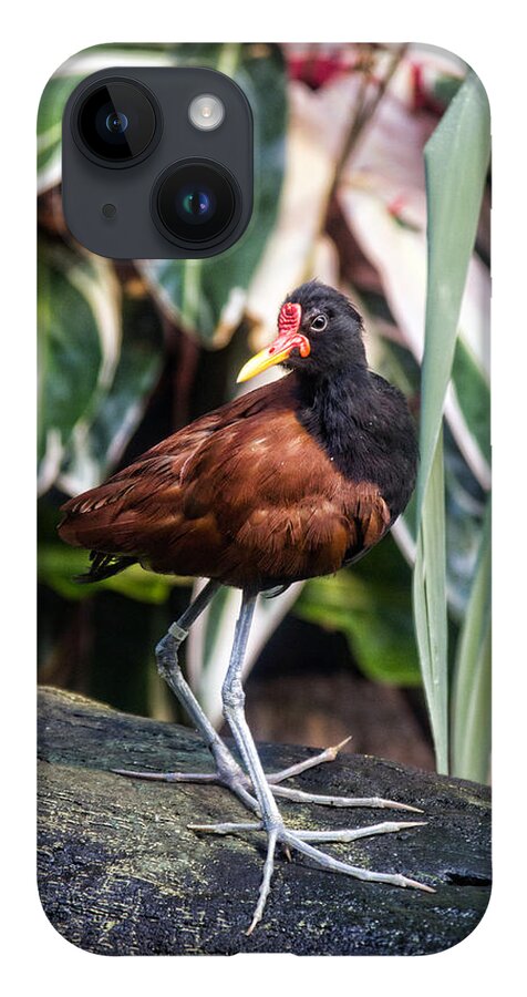 Granger Photography iPhone Case featuring the photograph Wattled Jacana by Brad Granger