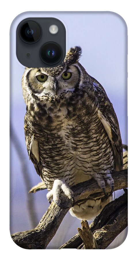 Great Horned Owl iPhone 14 Case featuring the photograph What by Mike Stephens