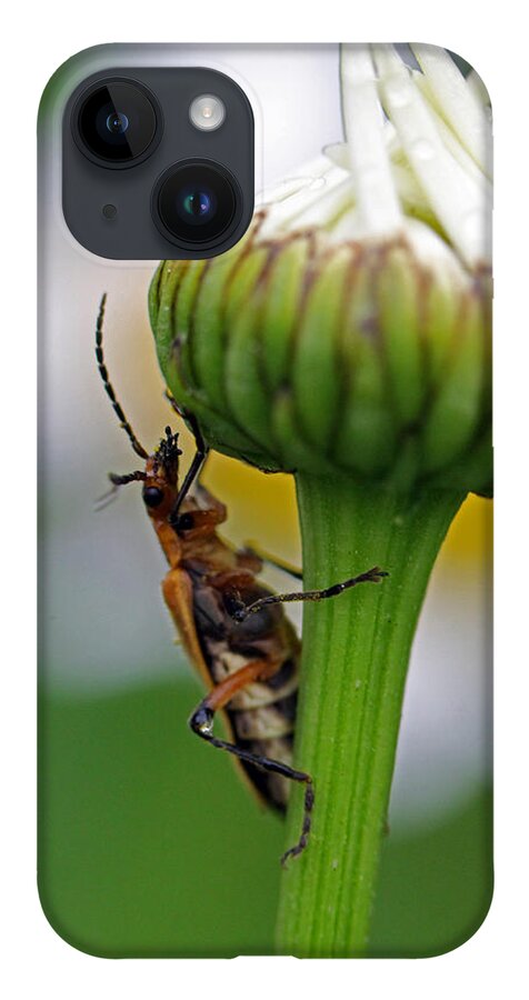 Insects iPhone 14 Case featuring the photograph What's up there by Jennifer Robin