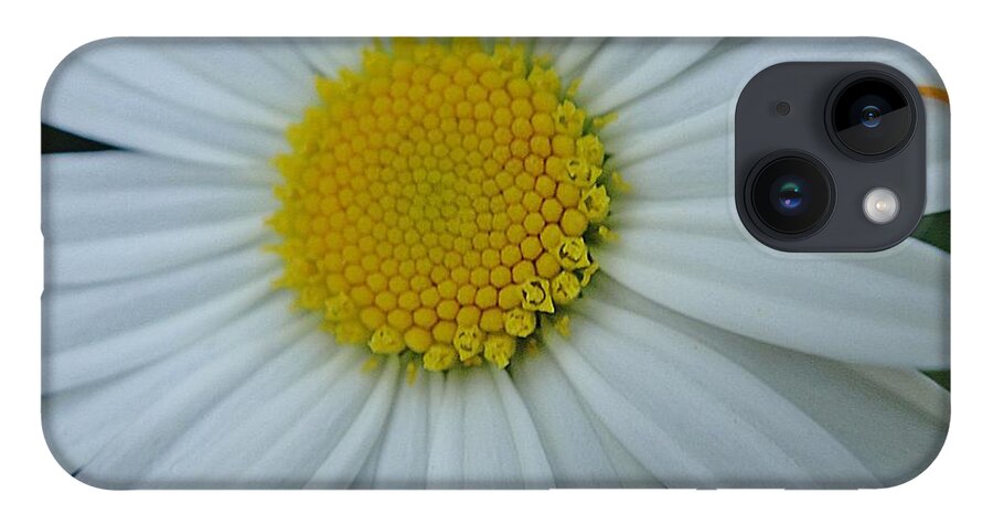 Chrysanthemum iPhone Case featuring the photograph White and yellow chrysanthemum by Karin Ravasio