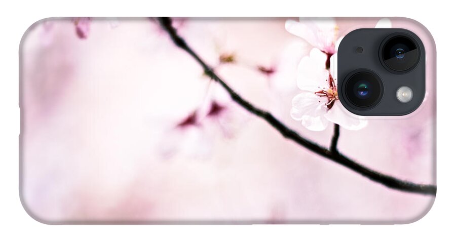 Cherry Blossoms iPhone Case featuring the photograph White Cherry Blossoms in the Sunlight by Beverly Claire Kaiya