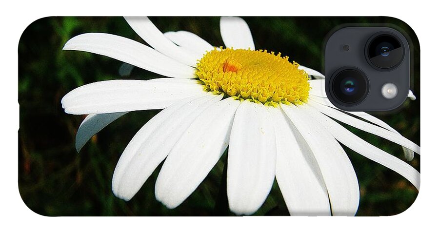 Chrysanthemum iPhone Case featuring the photograph White chrysanthemum by Karin Ravasio
