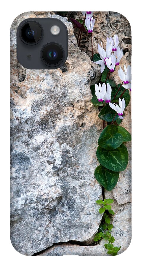 Cyclamen iPhone 14 Case featuring the photograph White Cyclamen flowers by Michalakis Ppalis