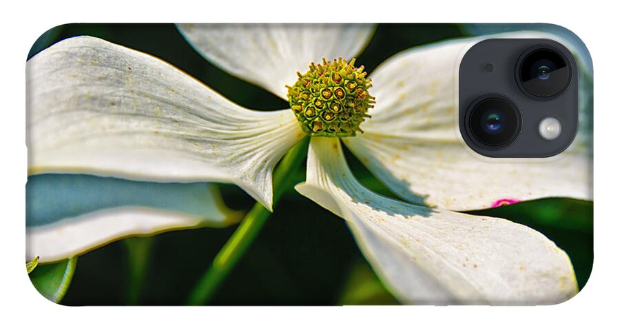 Chanticleer Gardens iPhone Case featuring the photograph White Dogwood Flower by Louis Dallara