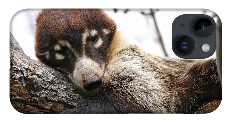 Coati iPhone 14 Case featuring the photograph White-nosed Coati 4 by Al Andersen