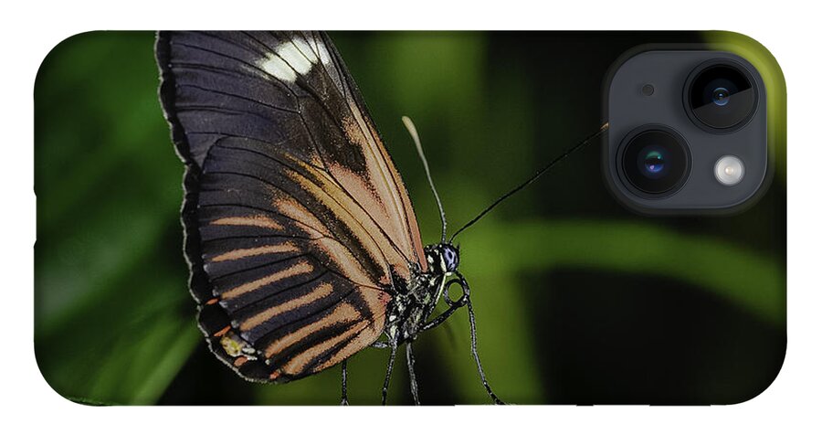 Butterflies iPhone 14 Case featuring the photograph White on Black by Donald Brown