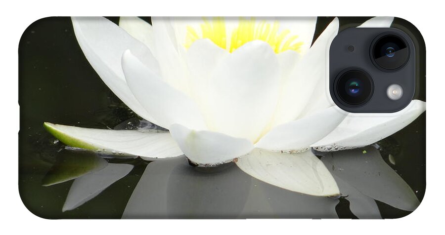 Lily iPhone 14 Case featuring the photograph White water lily and black background by Karin Ravasio