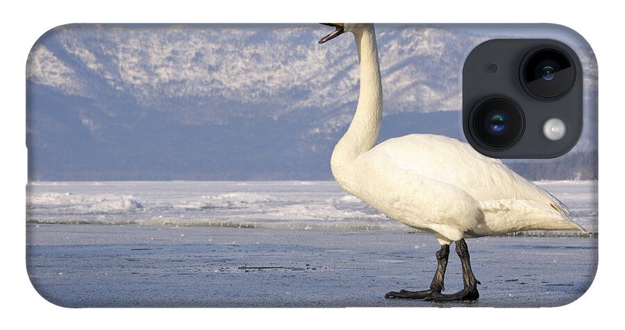Nis iPhone 14 Case featuring the photograph Whooper Swan Calling Hokkaido Japan by Andre Gilden