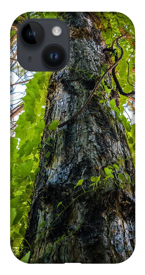 Ivy iPhone 14 Case featuring the photograph Wild Ivy Tree by Tommy Farnsworth
