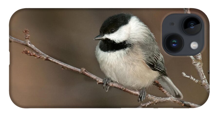 Chickadee iPhone 14 Case featuring the photograph Winter Contemplation by Lara Ellis