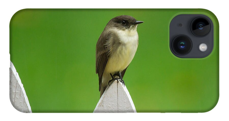 Eastern Phoebe iPhone 14 Case featuring the photograph Wish I was the twitter bird by Robert L Jackson