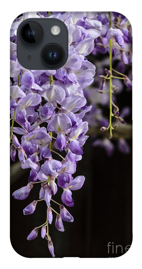 Wisteria iPhone 14 Case featuring the photograph Wisteria by Tamara Becker