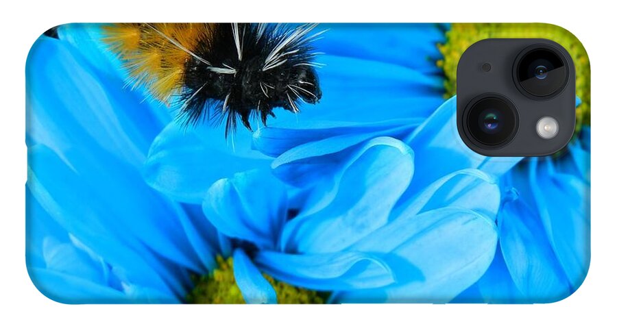 Oregon iPhone Case featuring the photograph Woolly Bear on Blue Daisies by Gallery Of Hope 