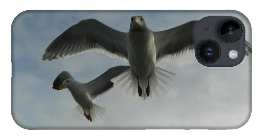 Birds iPhone 14 Case featuring the photograph Wow Seagulls 1 by Gallery Of Hope 