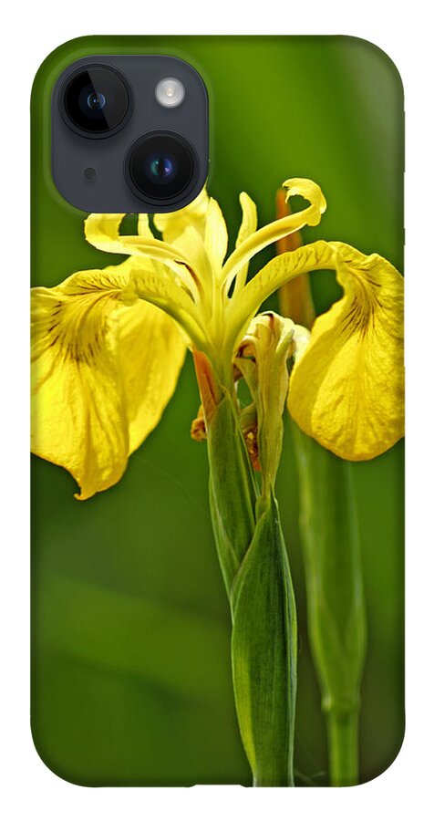 Britain iPhone 14 Case featuring the photograph Yellow Iris - Iris pseudacorus by Rod Johnson