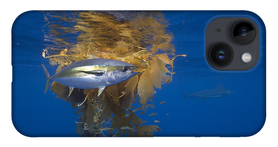 Richard Herrmann iPhone Case featuring the photograph Yellowfin Tuna And Kelp Nine-mile Bank by Richard Herrmann