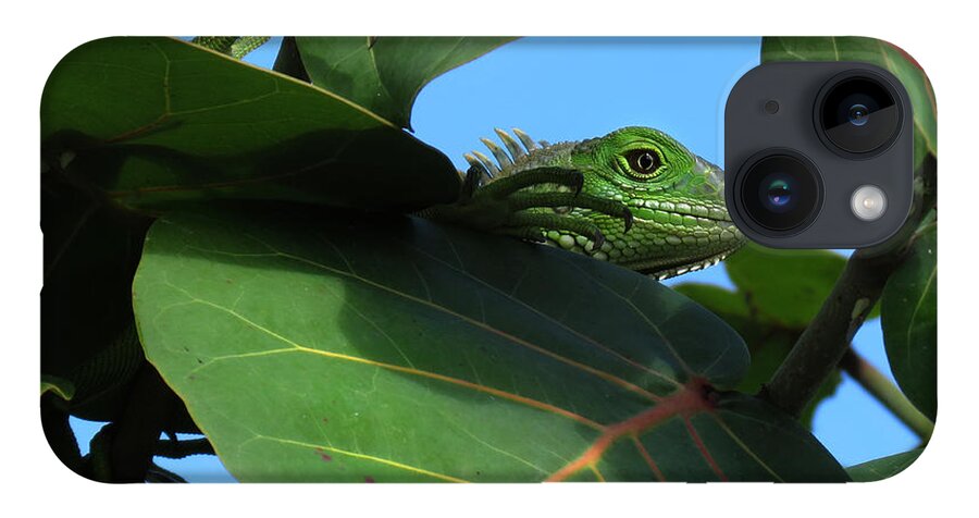 Animals iPhone Case featuring the photograph Young Iguana by Deborah Smith