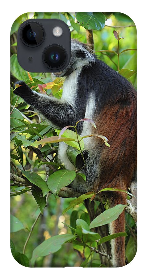 Thomas Marent iPhone 14 Case featuring the photograph Zanzibar Red Colobus In Tree Jozani by Thomas Marent
