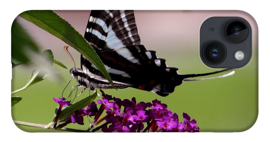 Butterfly iPhone 14 Case featuring the photograph Zebra Swallowtail Butterfly by Keith Stokes