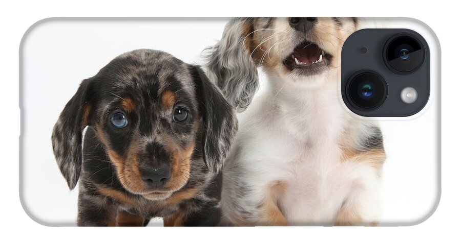 Dachshund iPhone 14 Case featuring the photograph Dachshund Puppies #1 by Mark Taylor