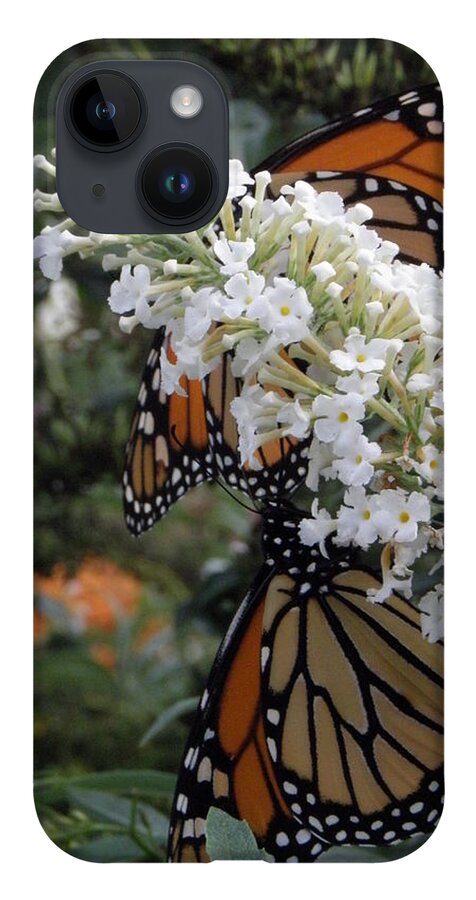 Monarch iPhone 14 Case featuring the photograph Double Beauty by Kim Galluzzo Wozniak
