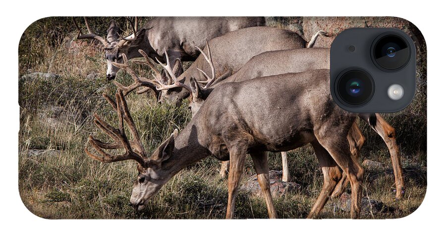 2012 iPhone 14 Case featuring the photograph Mule Deer Bucks #2 by Ronald Lutz