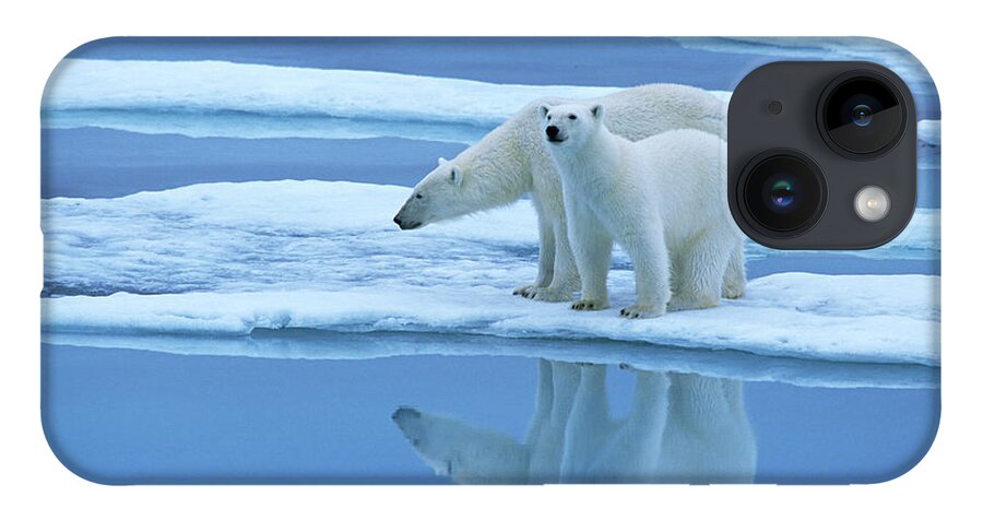 Fn iPhone 14 Case featuring the photograph Polar Bear Ursus Maritimus Pair On Ice #1 by Rinie Van Meurs