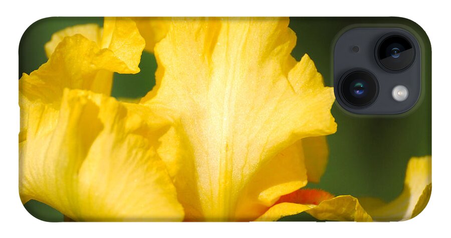 Beautiful Iris iPhone 14 Case featuring the photograph Yellow and White Iris by Jai Johnson