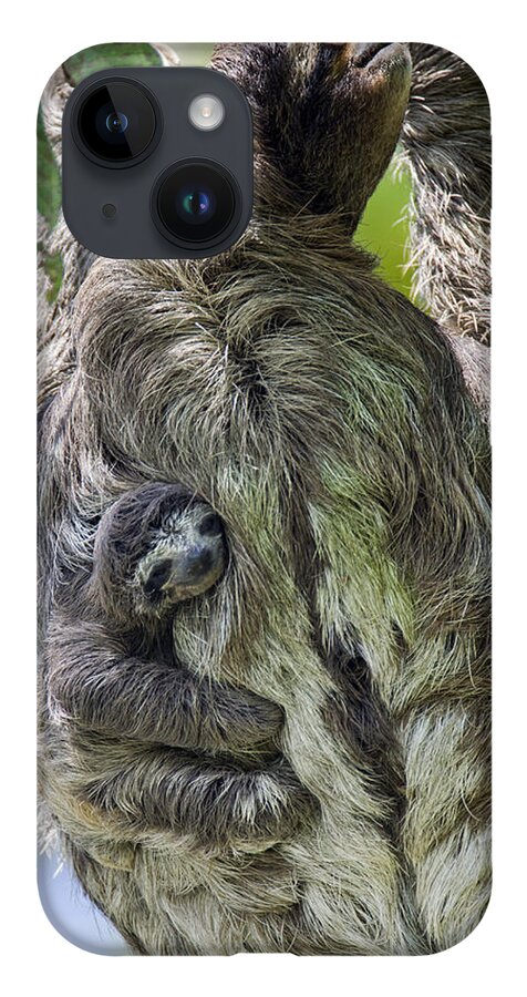 Mp iPhone 14 Case featuring the photograph Brown-throated Three-toed Sloth #2 by Suzi Eszterhas
