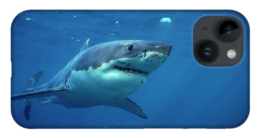 Mp iPhone 14 Case featuring the photograph Great White Shark Carcharodon #2 by Mike Parry