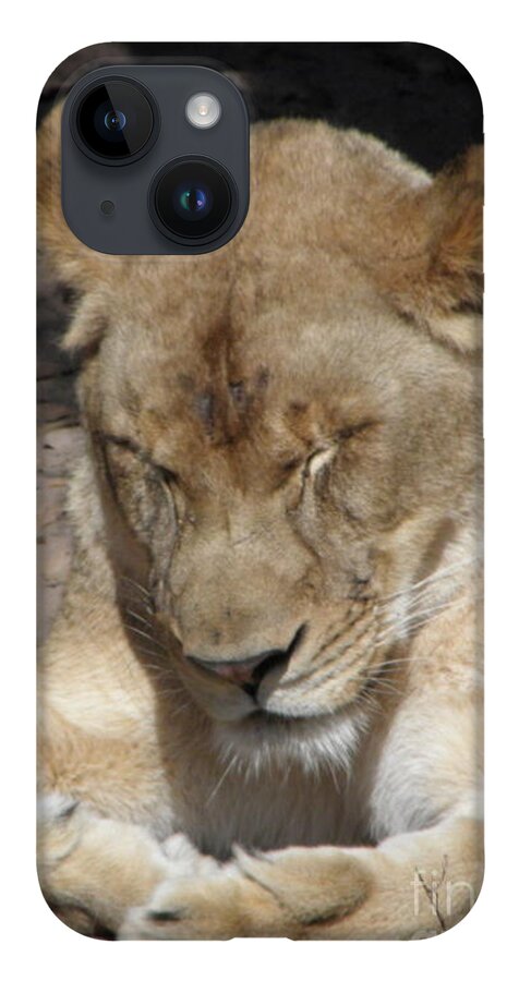 Lioness iPhone 14 Case featuring the photograph Lioness by Kim Galluzzo Wozniak