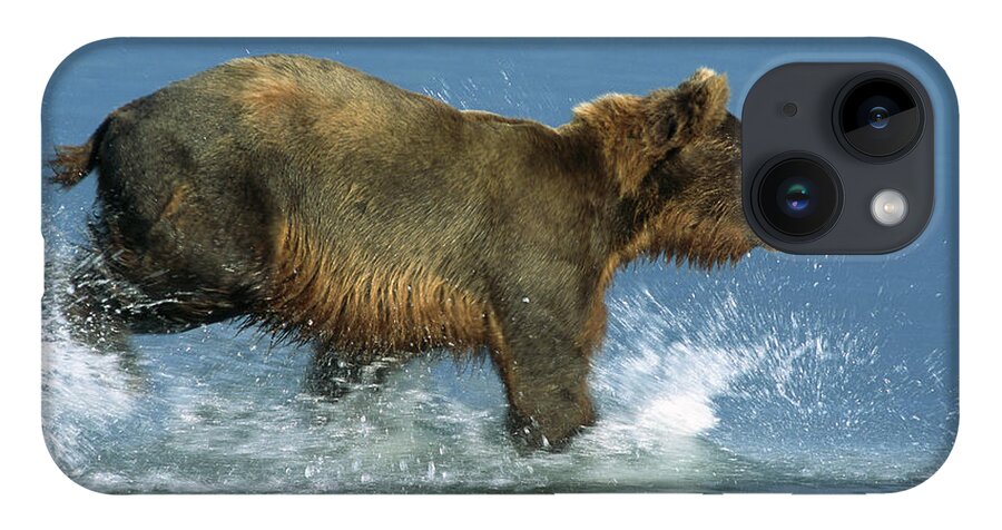 00600771 iPhone 14 Case featuring the photograph Grizzly Bear Ursus Arctos Horribilis by Matthias Breiter