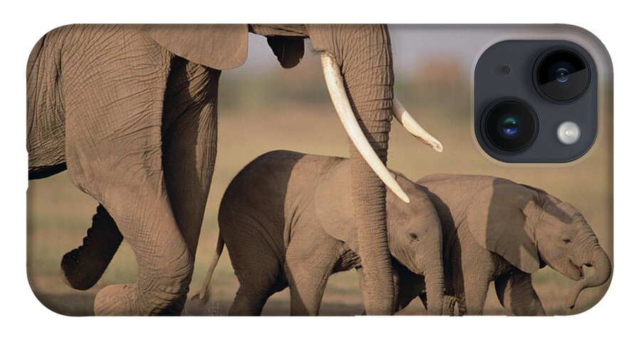 Mp iPhone 14 Case featuring the photograph African Elephant Loxodonta Africana #3 by Gerry Ellis