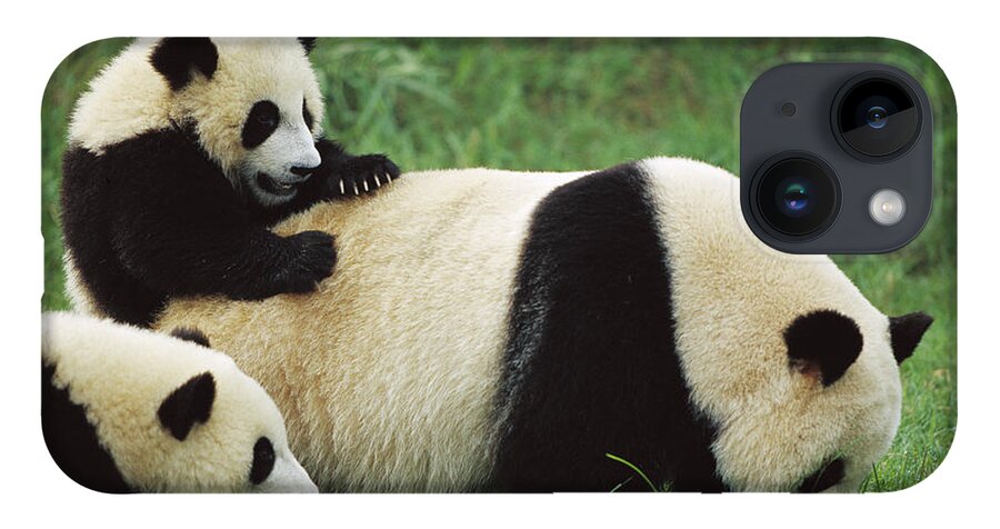 Mp iPhone 14 Case featuring the photograph Giant Panda Ailuropoda Melanoleuca #3 by Cyril Ruoso