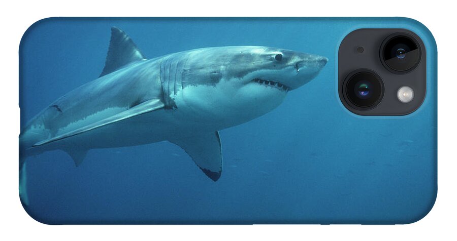 Mp iPhone 14 Case featuring the photograph Great White Shark Carcharodon by Mike Parry