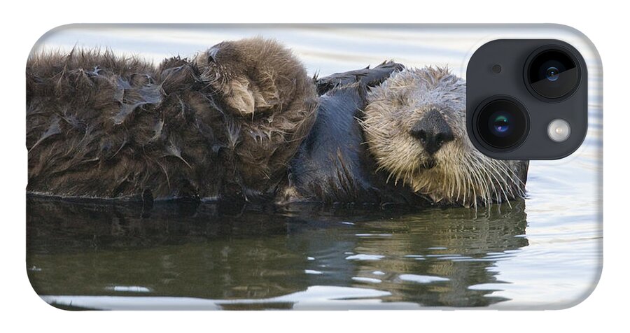 00429653 iPhone 14 Case featuring the photograph Sea Otter Mother And Pup Elkhorn Slough #3 by Sebastian Kennerknecht