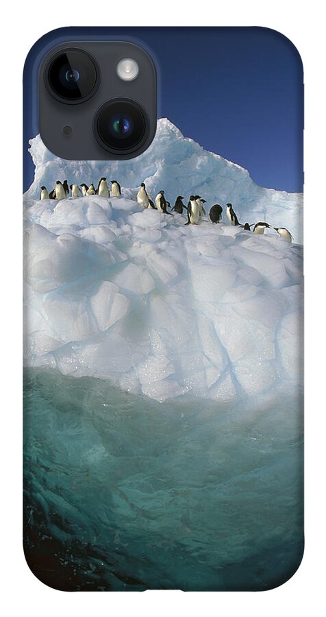 Hhh iPhone 14 Case featuring the photograph Adelie Penguin Pygoscelis Adeliae Group #4 by Colin Monteath