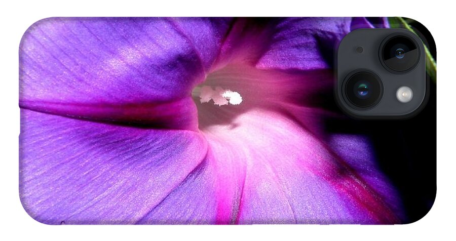 Purply iPhone Case featuring the photograph A Morning Full Of Glory by Kim Galluzzo Wozniak