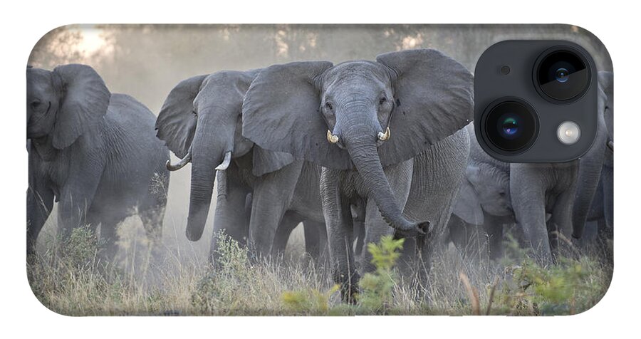 Mp iPhone 14 Case featuring the photograph African Elephant Loxodonta Africana by Suzi Eszterhas