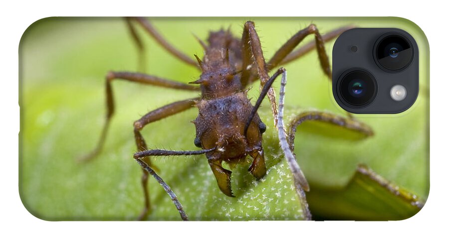 00476958 iPhone 14 Case featuring the photograph Ant Cutting Leaf Braulio Carrillo Np by Piotr Naskrecki