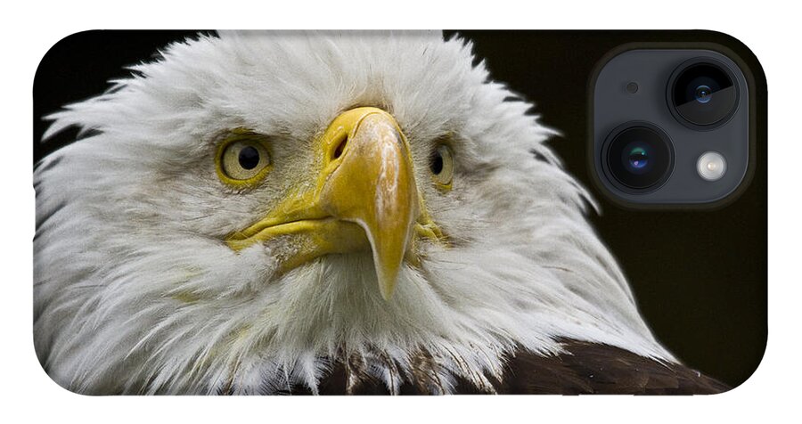 Eagle iPhone 14 Case featuring the photograph Bald Eagle The American Icon - 2 by Heiko Koehrer-Wagner