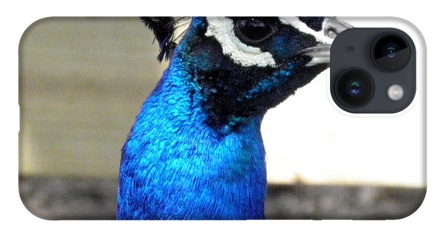 Peacock iPhone Case featuring the photograph Beautiful blues by Kim Galluzzo Wozniak