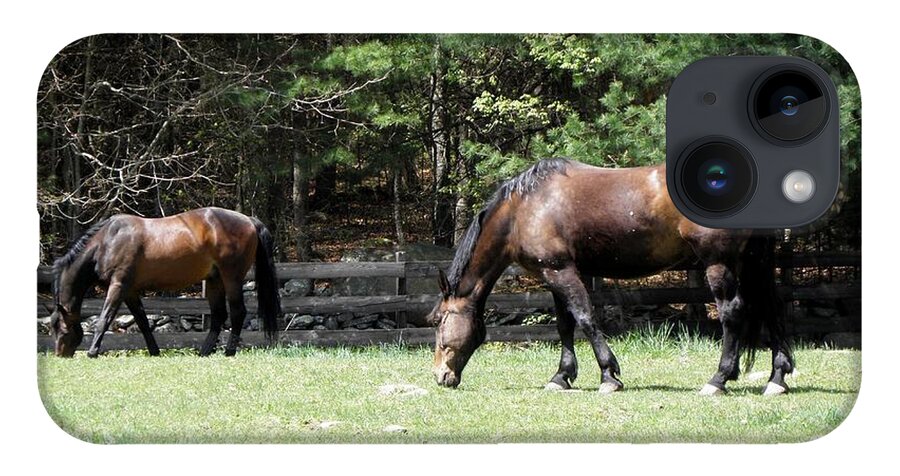 Horse Photography iPhone Case featuring the photograph Beautiful Geldings Grazing by Kim Galluzzo Wozniak