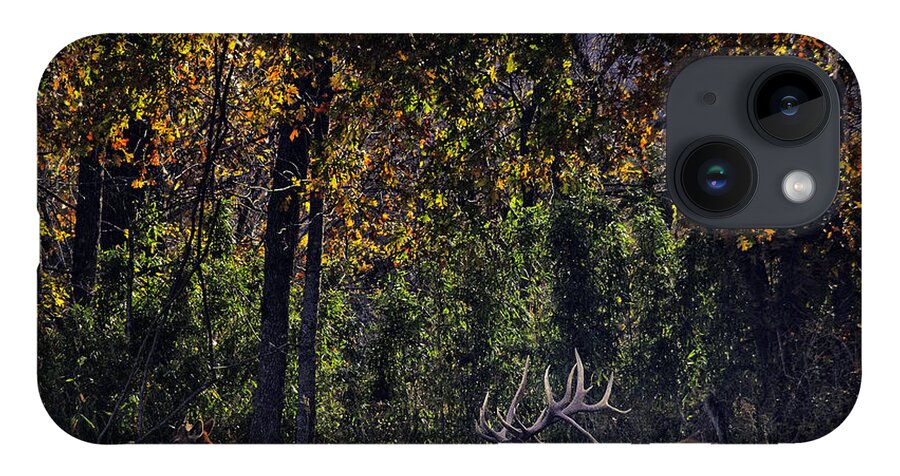Bull Elk iPhone 14 Case featuring the photograph Bedding Down by Michael Dougherty