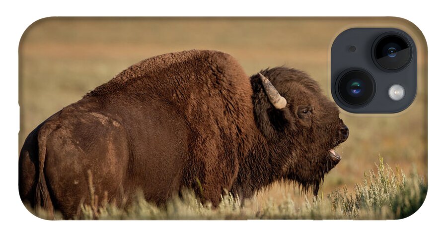 Bison American Bufffalo Bull Yellowstone iPhone 14 Case featuring the photograph Bellowing Bull Bison by D Robert Franz