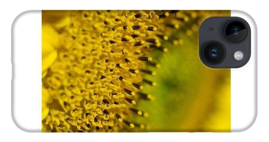  iPhone Case featuring the photograph Bijen En Zonnebloem {bees And Sunflower} by Andy Kleinmoedig