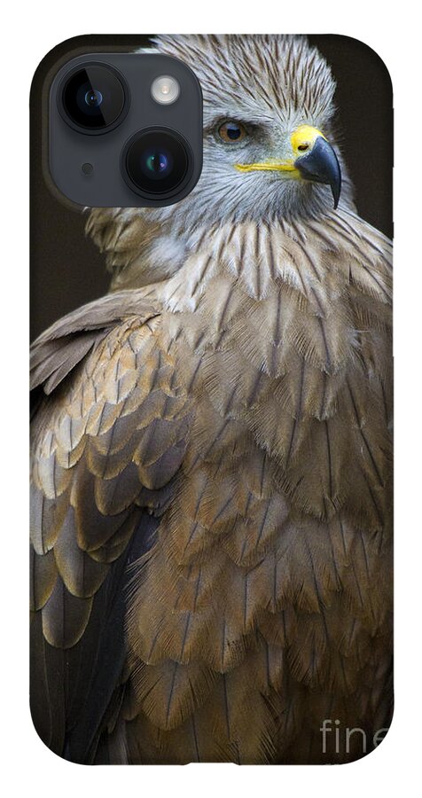 Bird Of Prey iPhone Case featuring the photograph Black Kite 4 by Heiko Koehrer-Wagner